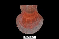 藏品(法爾海扇蛤)的圖片